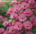 Астранция крупная  "Rosensinfonie"
