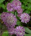 Астранция крупная "Star of Beauty" (Astrantia major)