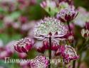 Астранция крупная "Star of Passion" (Astrantia major)