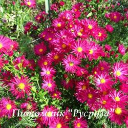 Астра новобельгийская "Crimson Brocade" (Symphyotrichum novi-belgii)