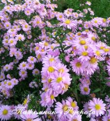 Астра новобельгийская "Strawberry & Cream" (Symphyotrichum novi-belgii)