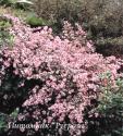 Астра бокоцветковая "Prince" (Aster  lateriflorus)