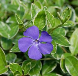 Барвинок малый "Ralph Shugert" (Vinca minor)