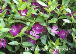 Барвинок малый "Atropurpurea" (Vinca minor)