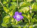 Барвинок большой "Maculata" (Vinca major)