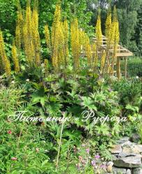 Бузульник узкоголовчатый "The Rocket" (Ligularia stenocephala)