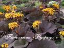 Бузульник зубчатый "Twilight" (Ligularia dentata)