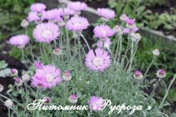 Василек прекрасный (Centaurea pulcherrima)