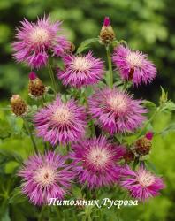 Василек подбелённый (Centaurea dealbata)