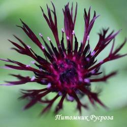 Василек горный "Jordy" (Centaurea montana)