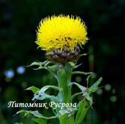 Василек крупноголовый (Centaurea macrocephala)