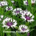 Василек горный "Purple Heart" (Centaurea montana)