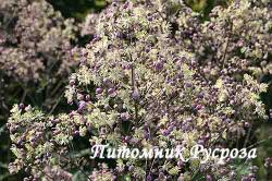 Василистник "Elin" (Thalictrum)