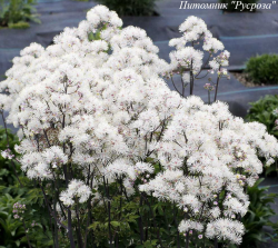 Василистник "Nimbus White"
