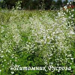 Василистник "Splendide White" (Thalictrum)