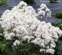 Василистник "Nimbus White"
