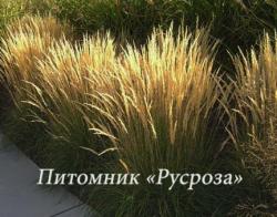 Вейник остроцветковый "Karl Foerster" (Calamagrostis acutiflora)