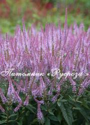 Вероникаструм виргинский "Adoration" (Veronicastrum virginicum)