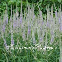 Вероникаструм виргинский "Lavendelturm" (Veronicastrum virginicum)