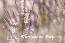 Вероникаструм виргинский "Roseum" (Veronicastrum virginicum)