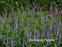 Вероникаструм виргинский "Fascination" (Veronicastrum virginicum)