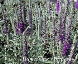 Вероника колосистая "Silbersee" (Veronica spicata incana)