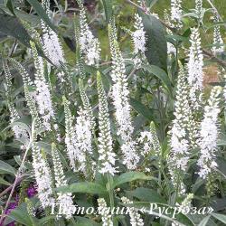 Вероника колосистая "Alba" (Veronica spicata)