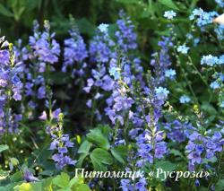 Вероника "Lapis Lazuli" (Veronica)