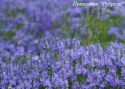 Вероника австрийская "Royal Blue"