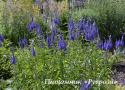 Вероника длиннолистная "Blauriesin" (Veronica longifolia)