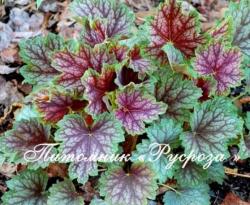 Гейхера "Beauty of Color" (Heuchera hybride)