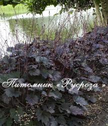 Гейхера "Frosted Violet" (Heuchera hybride)