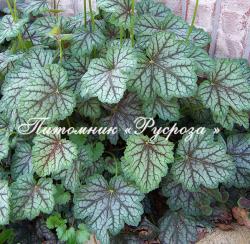 Гейхера "Venus" (Heuchera hybride)