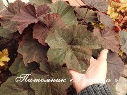 Гейхера "XXL" (Heuchera hybride)