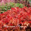 Гейхера "Peach Flambe" (Heuchera hybride)