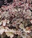 Гейхера "Pinot Gris" (Heuchera hybride)