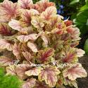 Гейхера "Van Gogh" (Heuchera hybride)