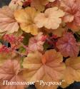 Гейхера "Apricot" (Heuchera hybride)