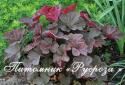 Гейхера "Mocha" (Heuchera hybride)