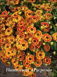 Гелениум "Fuego" (Helenium)