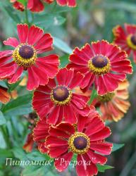 Гелениум "Potter's Wheel" (Helenium)