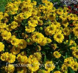 Гелениум "Double Trouble" (Helenium)