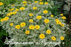 Гелиопсис "Double Sunstruck" (Heliopsis)