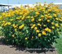 Гелиопсис "Bressingham Doubloon" (Heliopsis helianthoides)