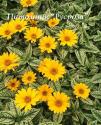 Гелиопсис "Lorraine Sunshine" (Heliopsis helianthoides)