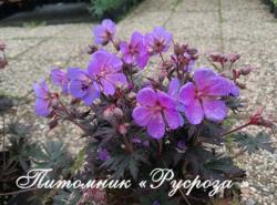 Герань луговая "Black Beauty" (Geranium pratense)