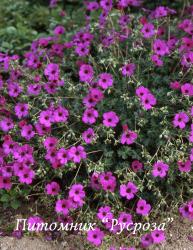 Герань пепельная "Subcaulescens" (Geranium cinereum)