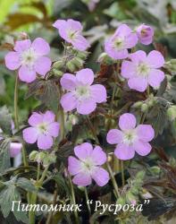 Герань пятнистая "Espresso" (Geranium maculatum)