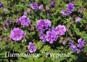 Герань гималайская "Birch Double" (Geranium himalayense)