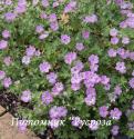 Герань "Mavis Simpson" (Geranium hybride)